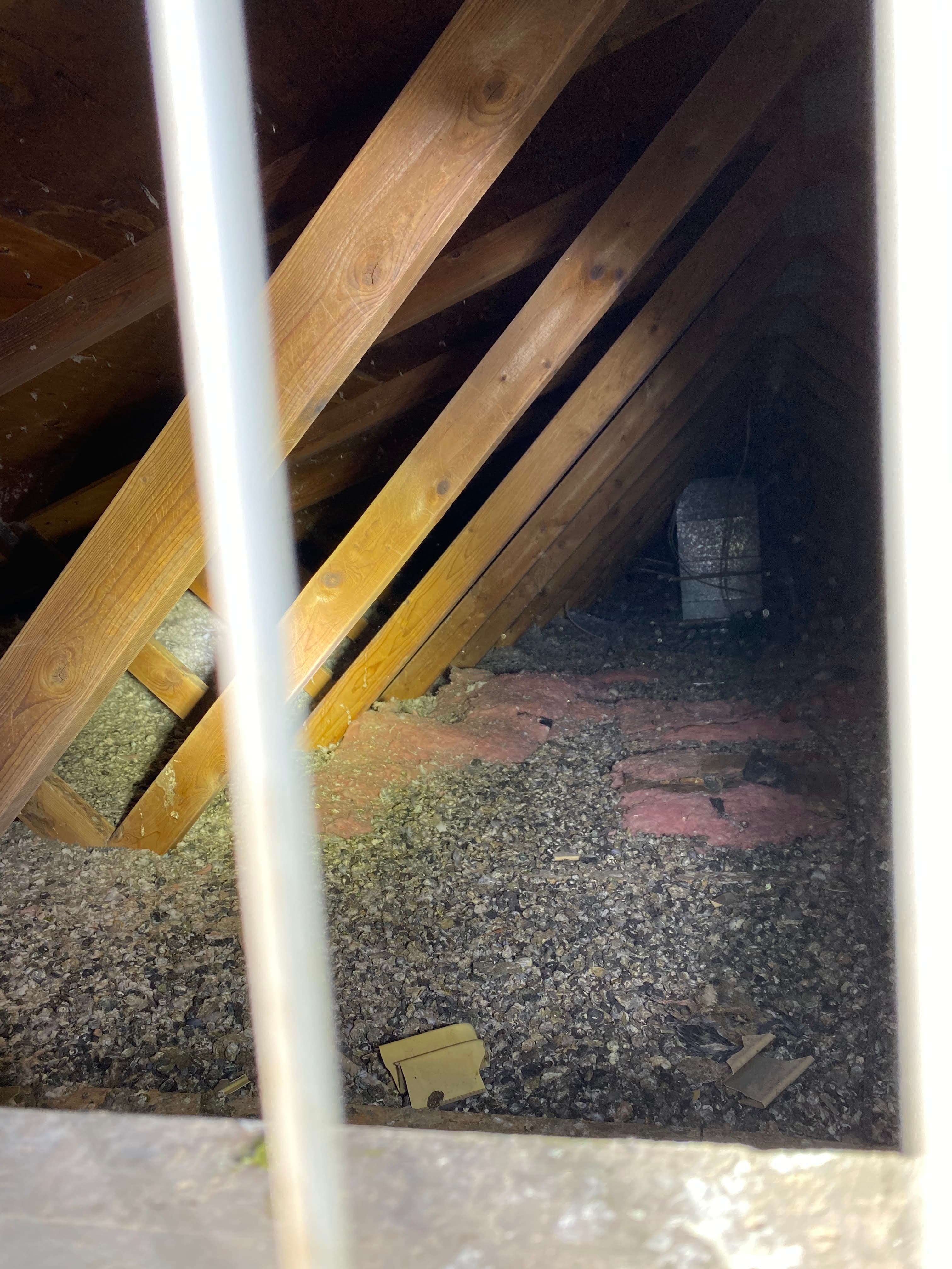 Attic insulation and guano documented during bat damage assessment