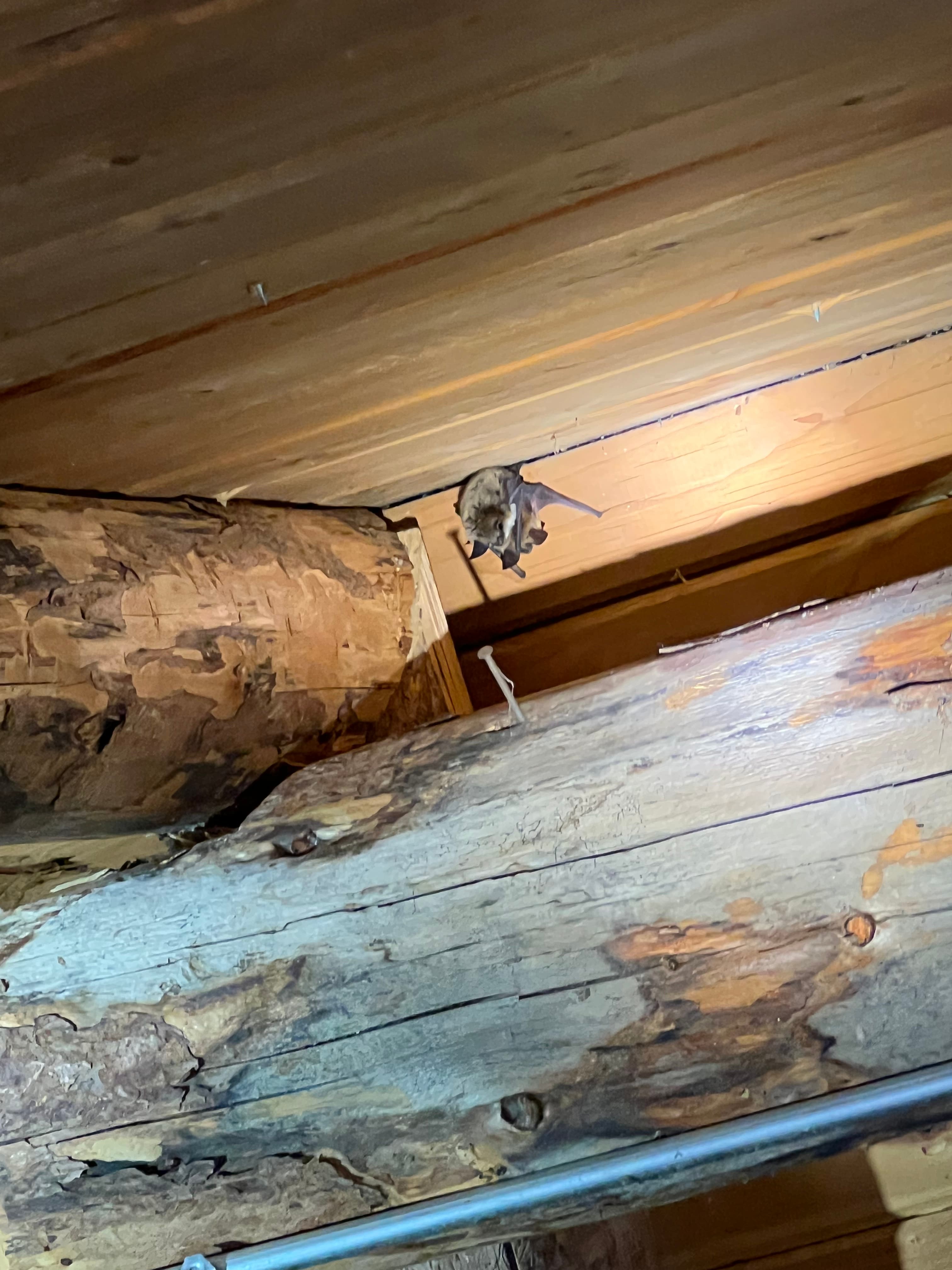 Bat visible between attic beams in a night-vision inspection image